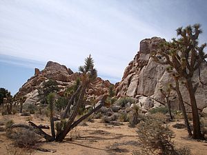 Joshua-Bäume und Felsen im Joshua Tree Nationalpark in Kalifornien