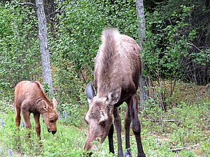 Elchkuh mit Kalb in einem Wald in Alaska