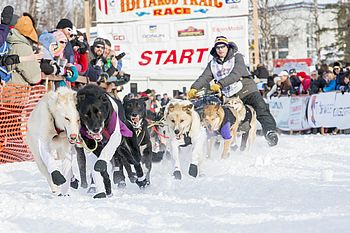 Hundeschlittenrennen in Iditarod