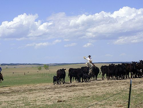 Cowboys mit Rinderherde