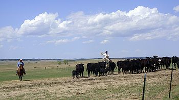 Cowboys mit Rinderherde Cowboys mit Rinderherde