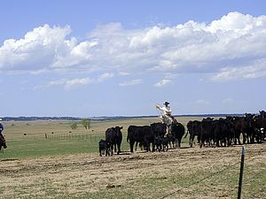 Cowboys mit Rinderherde