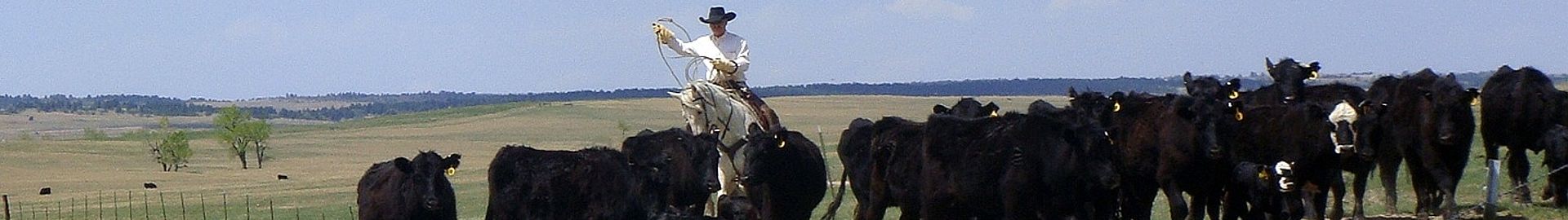 Cowboys mit Rinderherde