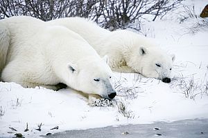 Schlafende Eisbären