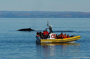 Walbeobachtungstour per Zodiac, Tadoussac © Renaud Pimtiaux Walbeobachtungstour per Zodiac bei Tadoussac