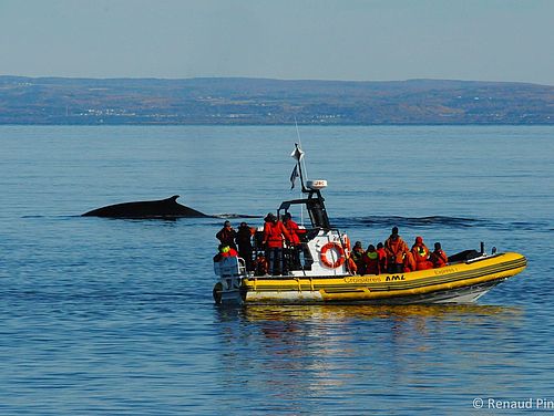 Walbeobachtungstour per Zodiac bei Tadoussac