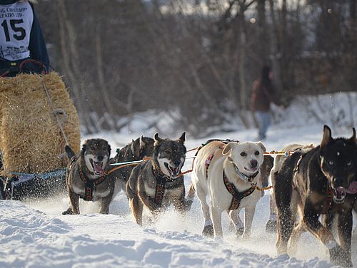Schlittenhunde im Yukon Quest