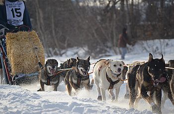 Schlittenhunde Yukon Quest