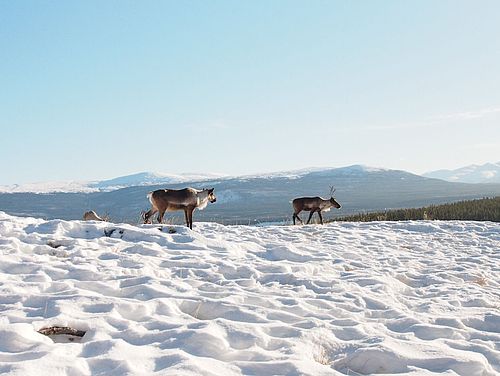 Karibus im Schnee im winterlichen Yukon