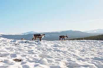 Karibus im Schnee im winterlichen Yukon
