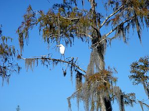 Vogel auf einem Baum in den Everglades