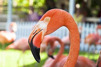 Kreuzfahrt Bahamas Flamingo Nassau