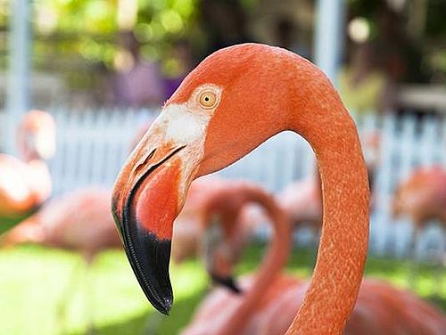 Kreuzfahrt Bahamas Flamingo Nassau