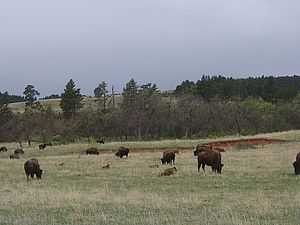 Bisonherde im Custer State Park